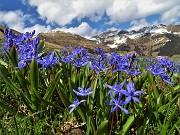 93 Azzurre Scilla bifolia in primo piano anche per queste cime  ....